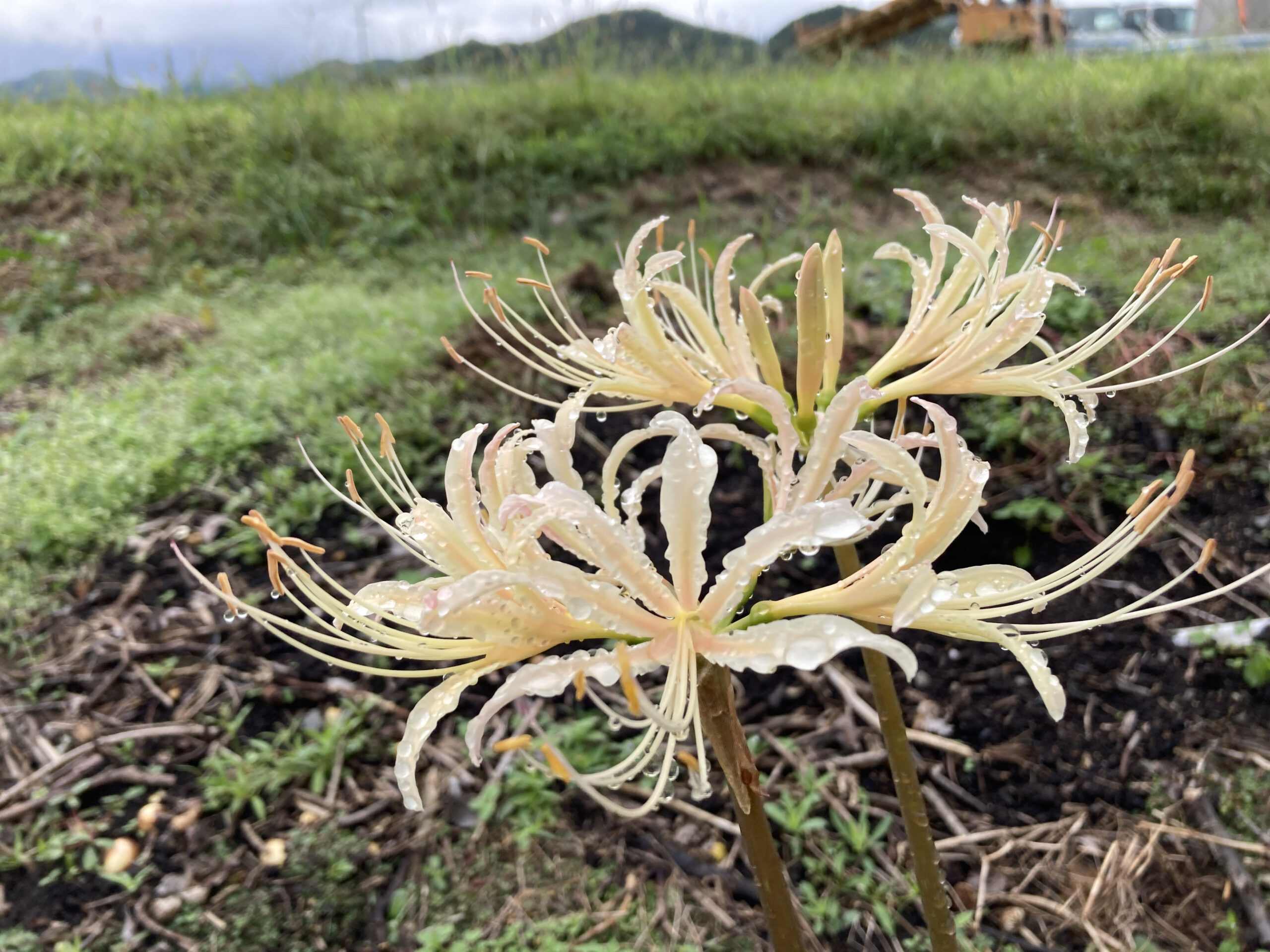 関西では珍しい白い彼岸花と花言葉 K Bean S Net